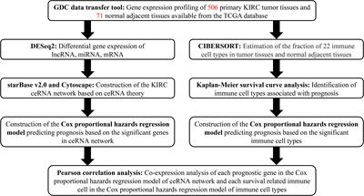 The Construction and Analysis of ceRNA Network and Immune Infiltration in Kidney Renal Clear Cell Carcinoma